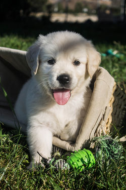 smiley-english-golden-pup
