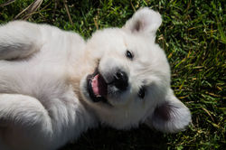 English-Cream-Puppy