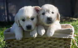 two-puppies-basket