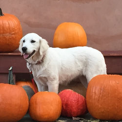 English golden retriever