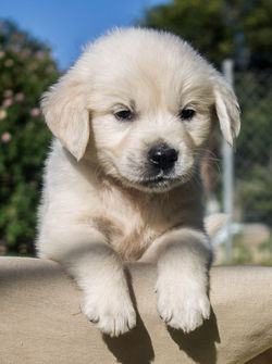puppy-looking
