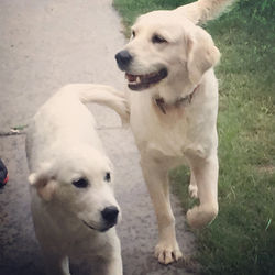 southern-californi-golden-retrievers