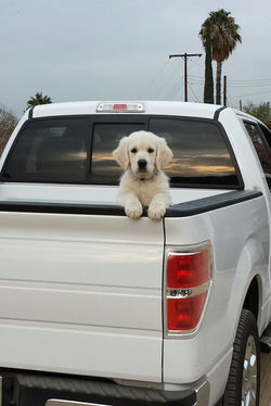 golden-retriever-truck