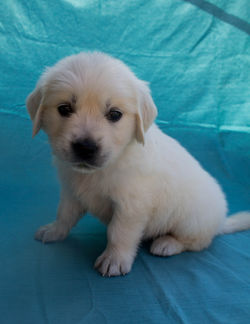 english-golden-retriever-puppy